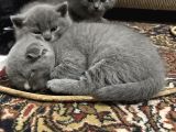 Anne Altindan Bri̇ti̇sh & Scotti̇sh Yavrular
