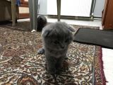 Anne Altindan Bri̇ti̇sh & Scotti̇sh Yavrular