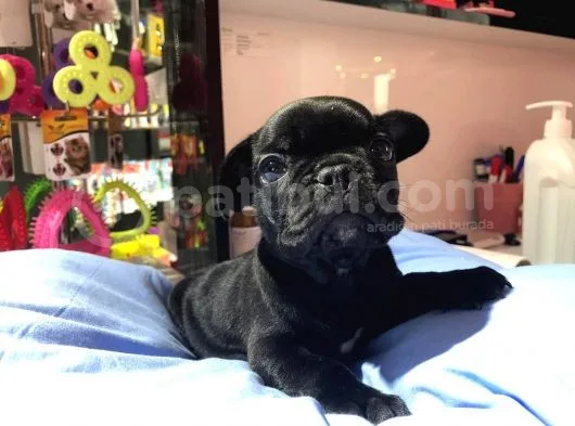 Black French Bulldog Yavrum Teslime Hazır