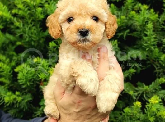 Apricot Dişi Kayısı Renk Toy Poodle Yavrumuz
