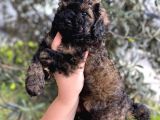 Phantom Özel Renk Toy Poodle Yavrumuz