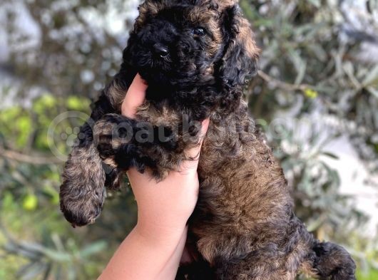 Phantom Özel Renk Toy Poodle Yavrumuz görsel