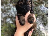 Phantom Özel Renk Toy Poodle Yavrumuz