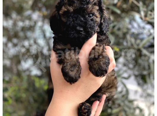 Phantom Özel Renk Toy Poodle Yavrumuz görsel