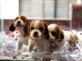 King Charles Cavalier
