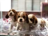 King Charles Cavalier