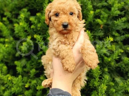 Safkan Fark Apri̇cot Toy Poodle Yavrularimiz