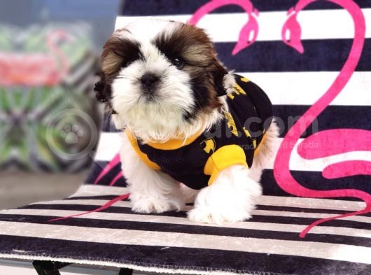 Orjinal Shihtzu Yavrum görsel