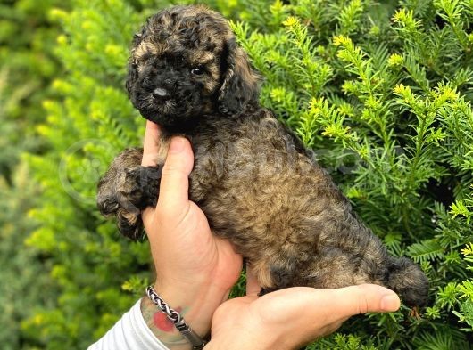 Phantom Özel Renk Toy Poodle Yavrumuz görsel