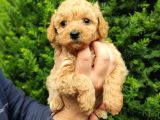Dark Apri̇cot Erkek Toy Poodle Yavrularimiz