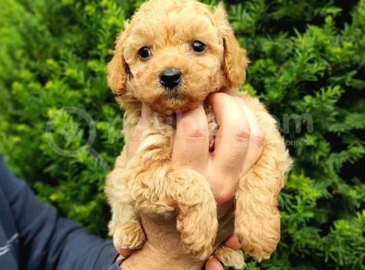 Dark Apri̇cot Erkek Toy Poodle Yavrularimiz