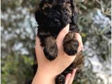 Phantom Özel Renk Toy Poodle Yavrumuz