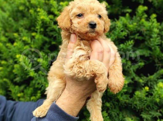 Irk Ve Sağlik Garanti̇li̇ Apri̇cot Toy Poodle Yavrularimiz görsel