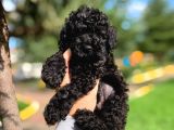 Irkının En İyisi Black Toy Poodle Yavrularımız