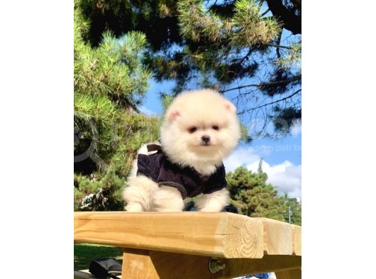 Safkan Ve Sağlıklı Pomeranian Boo Yavrularımız görsel