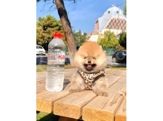 Safkan Ve Sağlıklı Pomeranian Boo Yavrularımız görsel