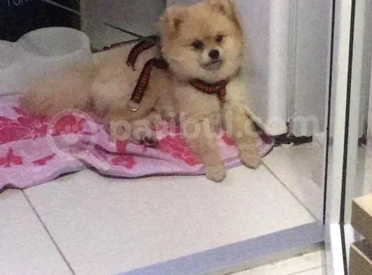 Sevimli Teddy Bear Yavrumuz Yeni Ailesini Bekliyor