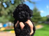 Orjinal Black Toy Poodle Yavrularimiz