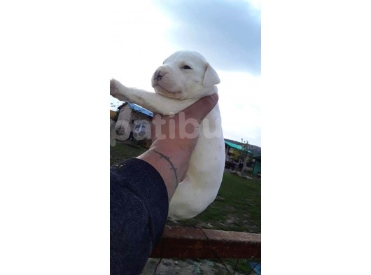 Safkan Dogo Argentino Yavrularımız  görsel