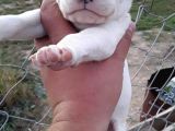 Safkan Dogo Argentino Yavrularımız 