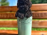 A Kalite Black Toy Poodle Yavrularımız