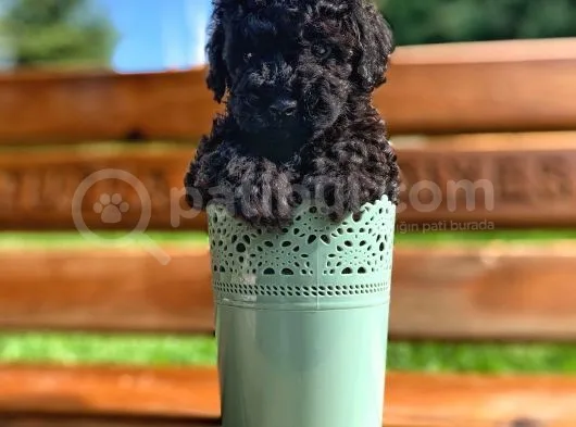 A Kalite Black Toy Poodle Yavrularımız