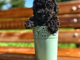 A Kalite Black Toy Poodle Yavrularımız
