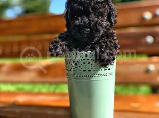 A Kalite Black Toy Poodle Yavrularımız görsel