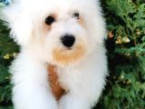 Bichon Frise Yavrularımız