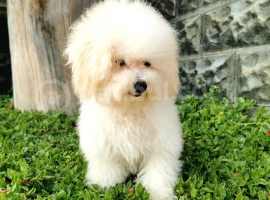 Bichon Frise Yavrularımız görsel