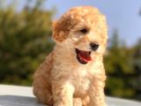 Red (Kızıl) Toy Poodle