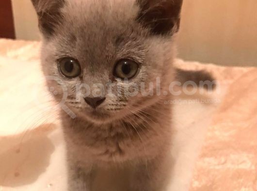 2 Aylık British Shorthair görsel