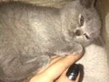 2 Aylık British Shorthair