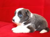 Border Collie Yavrularımız