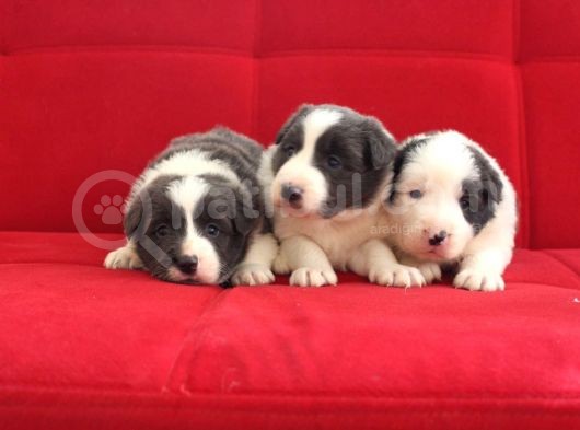 Border Collie Yavrularımız görsel