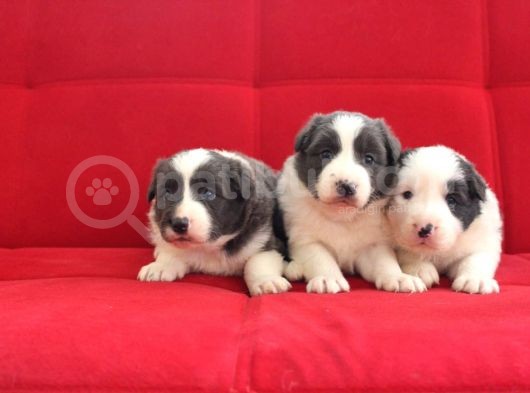 Border Collie Yavrularımız görsel