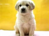 Golden  Retriever Yavruları