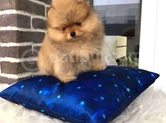 Pomeranian Boo Yavruları görsel