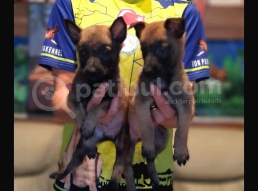 Belçika Malinois Yavrularımız görsel