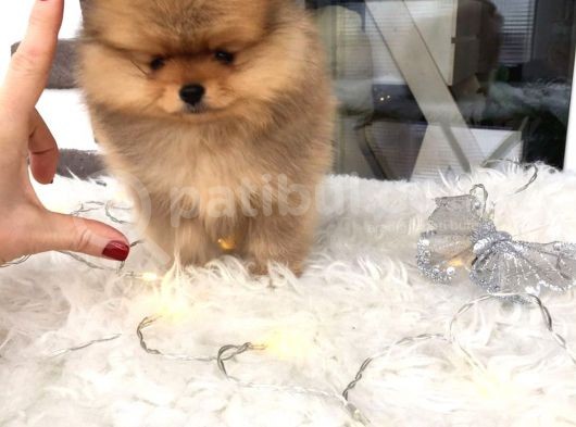 Pomeranian Boo Yavruları görsel