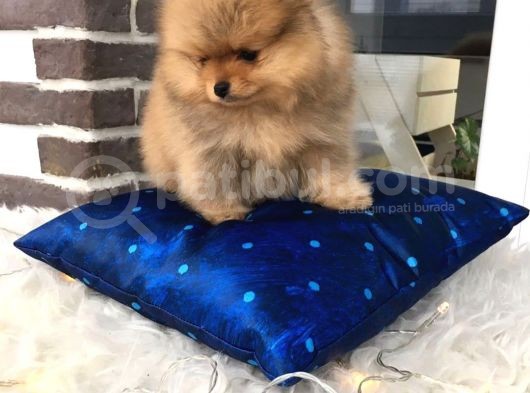 Pomeranian Boo Yavruları görsel