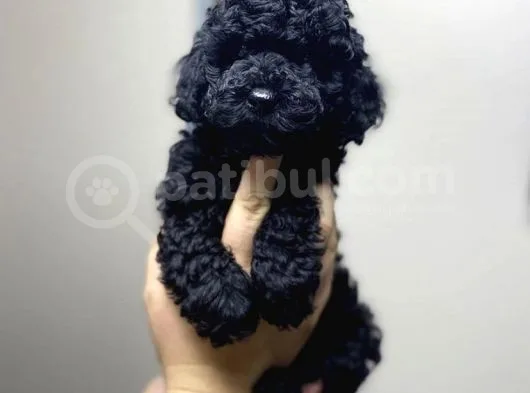 Daha İyisi Yok Black Toy Poodle Oğlumuz