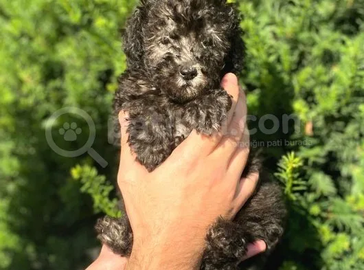 Silver Gümüş Renk Toy Poodle Yavrularımız