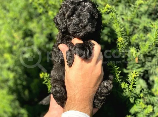 Siyah İnci Toy Poodle Bebeklerimiz