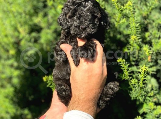 Siyah İnci Toy Poodle Bebeklerimiz görsel