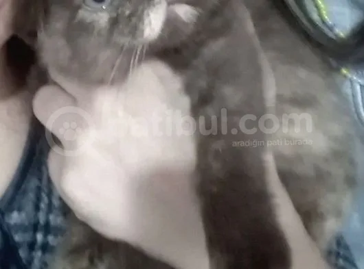 Aşırı Sevgi Dolu Bıdık