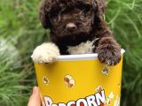 Çi̇kolata Poodle