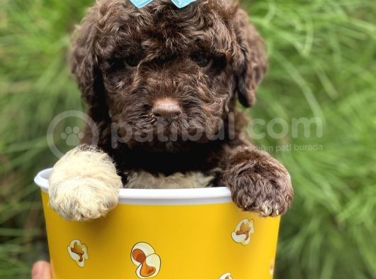 Çi̇kolata Poodle görsel