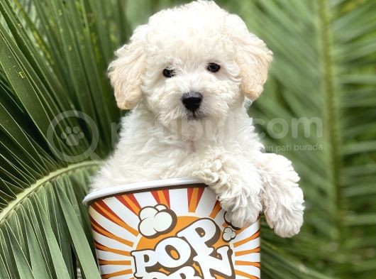 Toy Poodle görsel