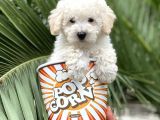 Toy Poodle